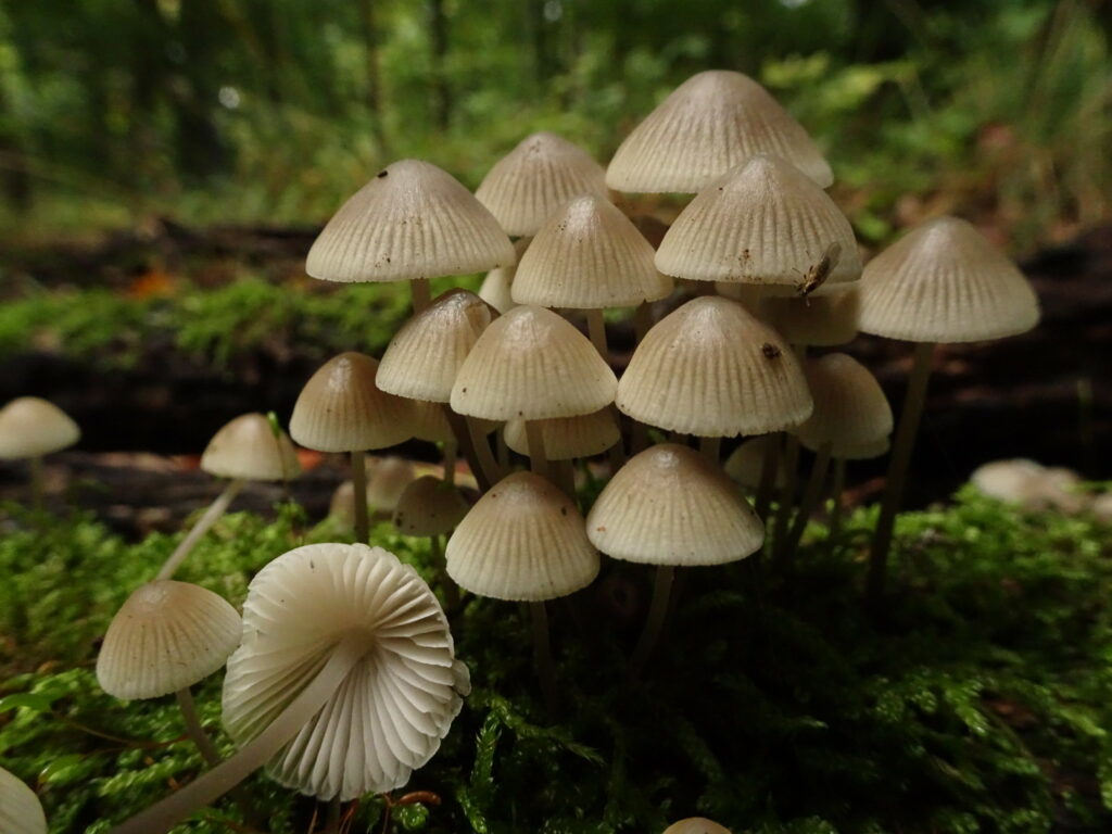 mycena species on a forest floor