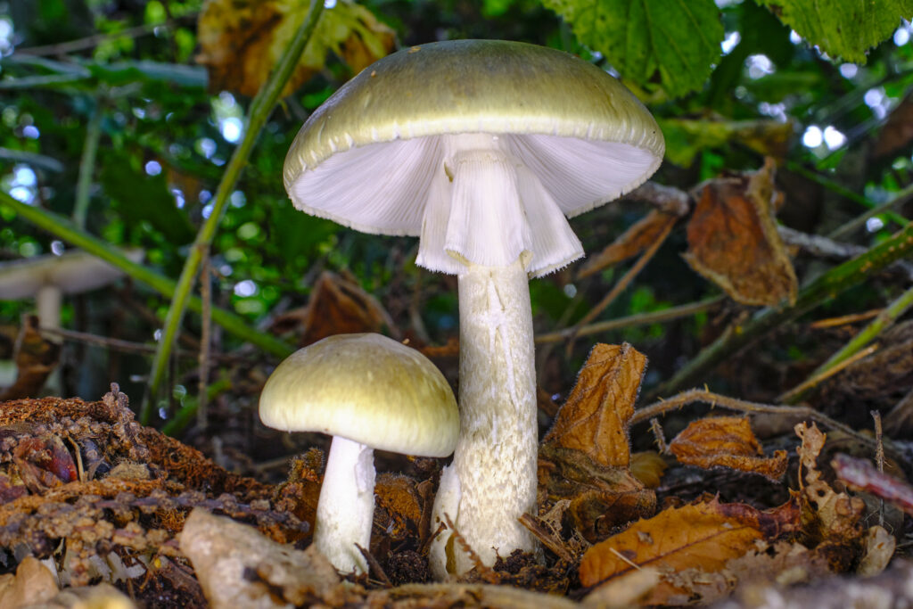 Amanita phalloides