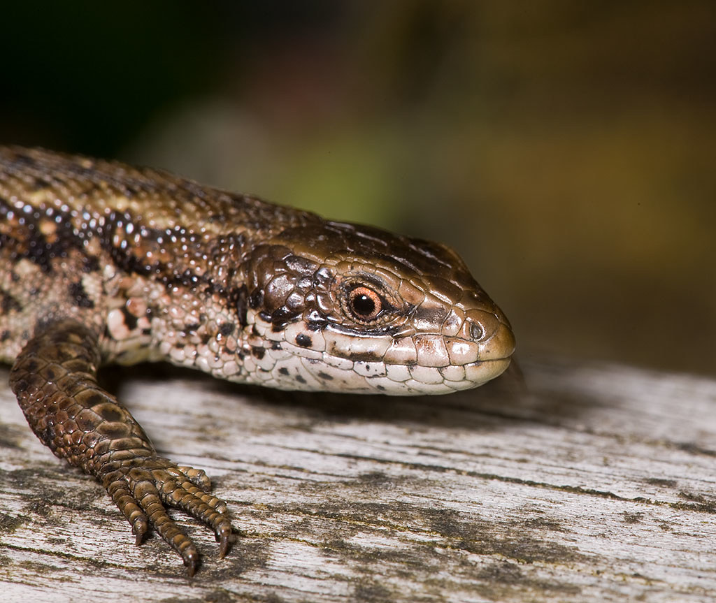 viviparous lizard