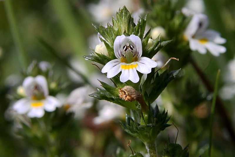 Eyebright by Donald Macauley, via flickr.