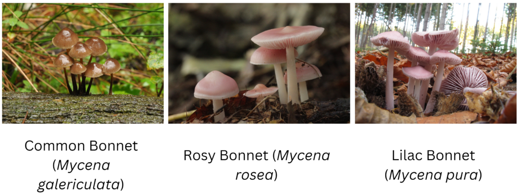 mycena species highlight: Common Bonnet, Rosy Bonnet, Lilac Bonnet
