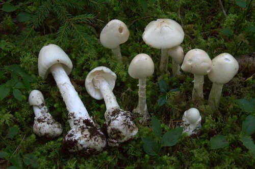AMANITA VIROSA