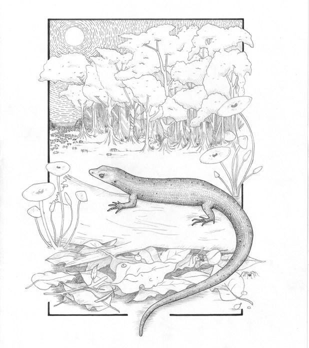 Extinct lizard line drawing.