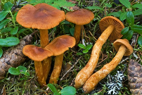 Cortinarius rubellus