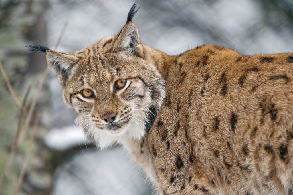 Male Lynx in the snow