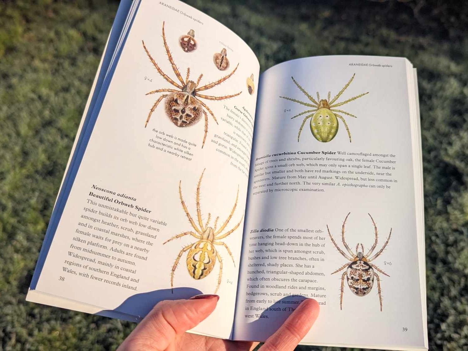 Pocket Guide to British Spiders internal pages.