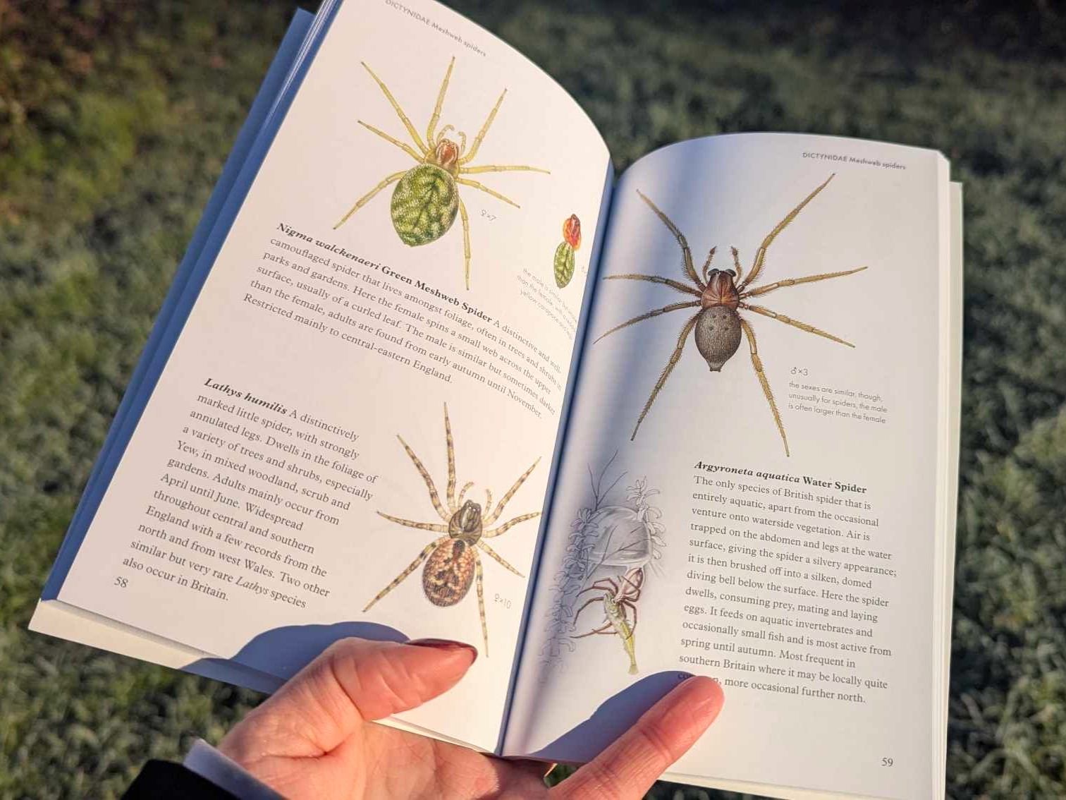 Pocket Guide to British Spiders internal pages.