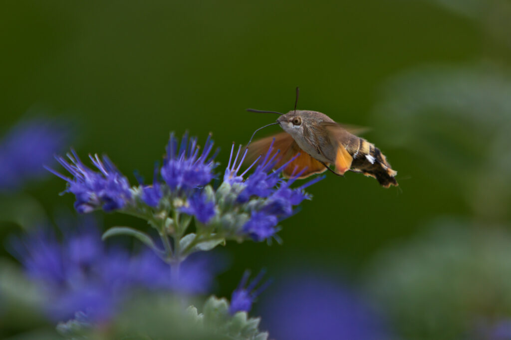 Hummingbird Hawkmoth feeding on a flower