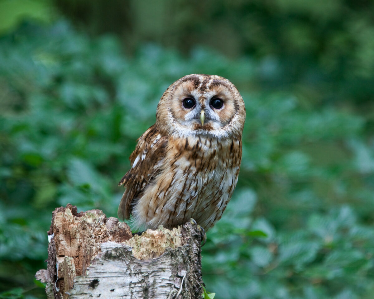 Tawny owl on tree stump