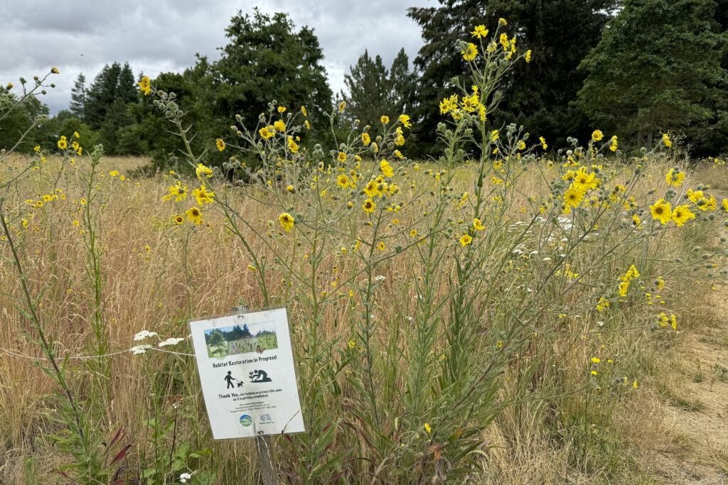 Habitat restoration site with wildflowers