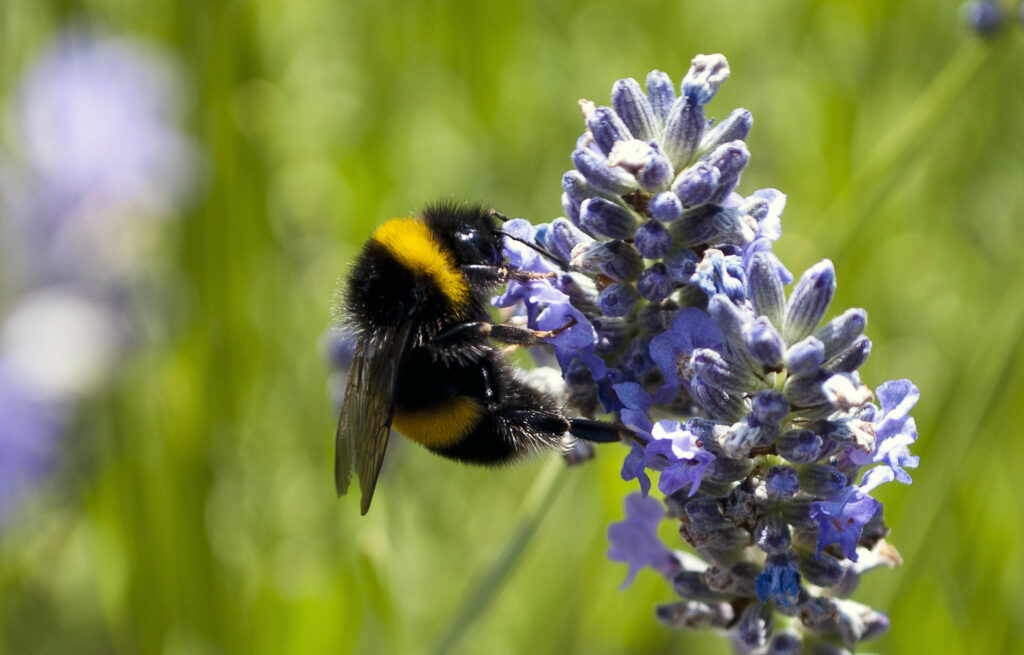 Bumblebee on a lavender flower