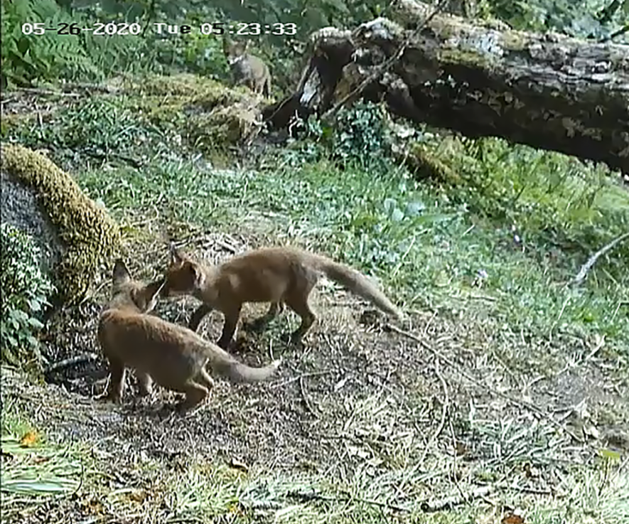 Fox cubs in woodland.