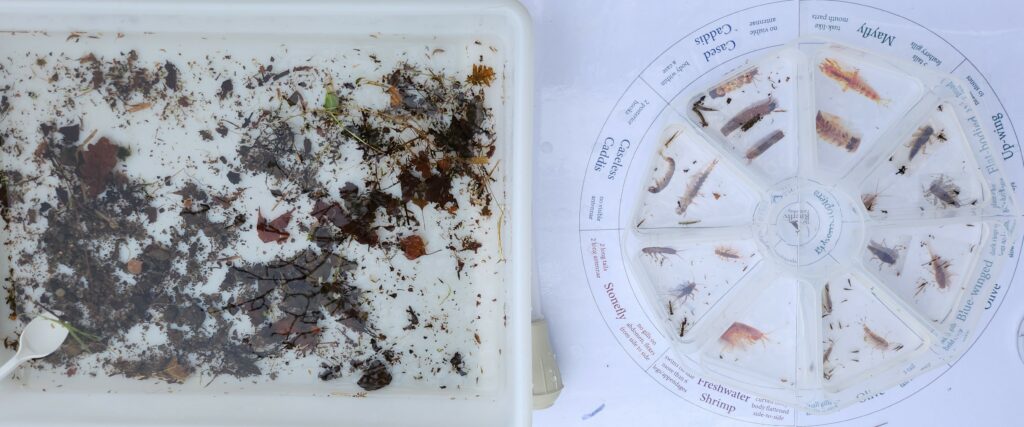 Invertebrate sorting and identification. Credit: Trine Bregstein