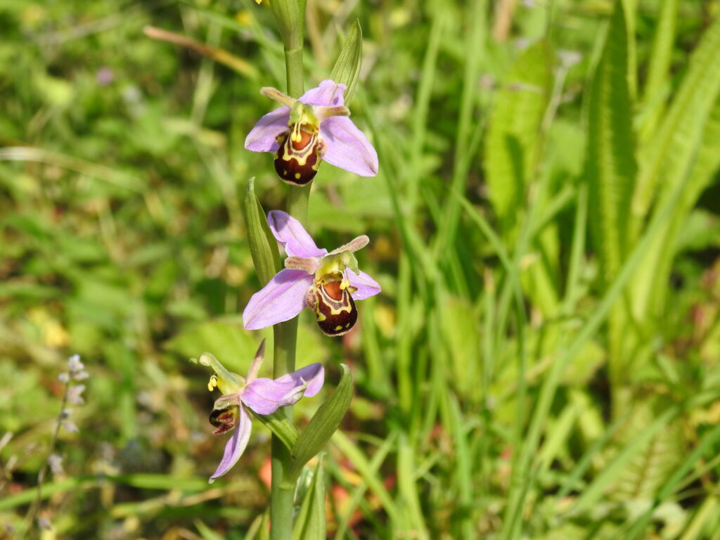 Bee Orchid