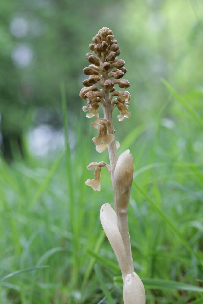 birds nest orchid among grass