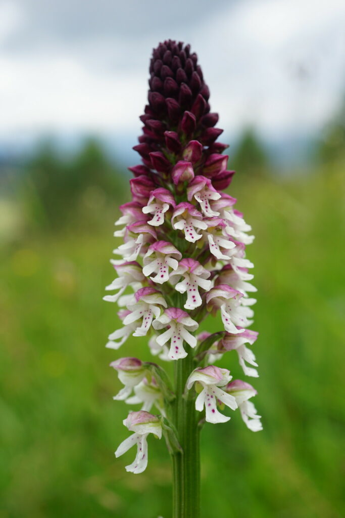 burnt orchid