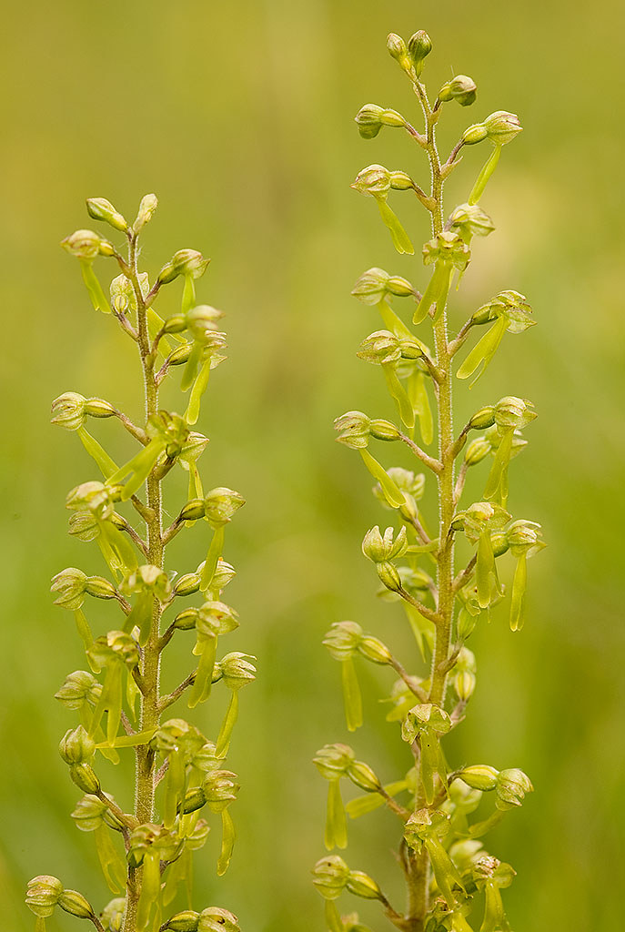 Common Twayblade