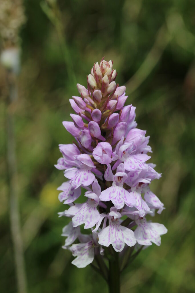 common spotted orchid