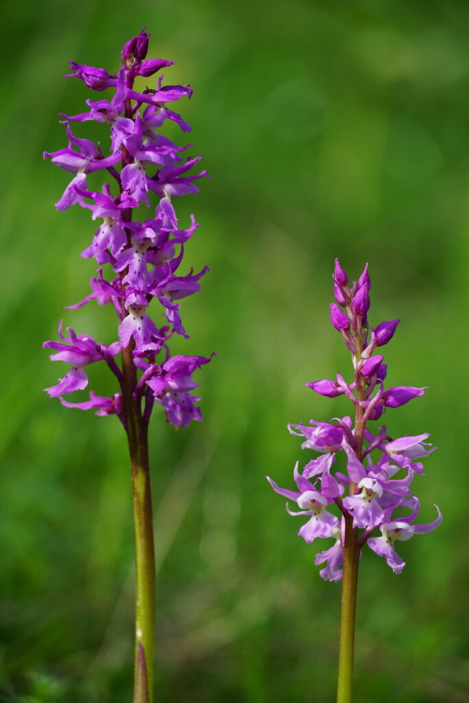 Early Purple Orchid
