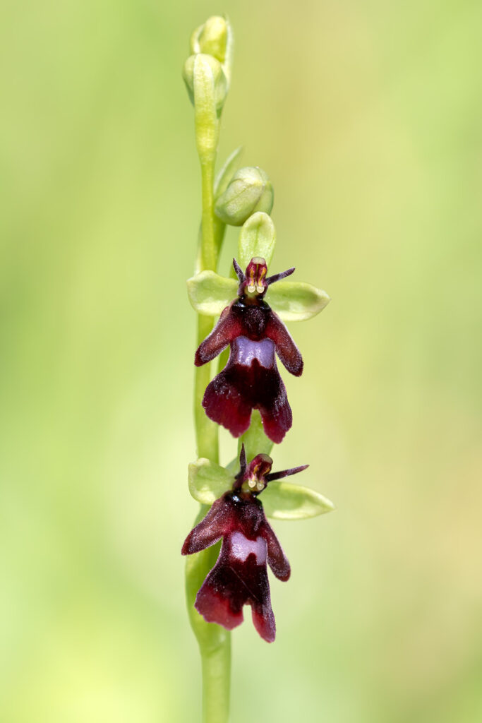 Fly Orchid