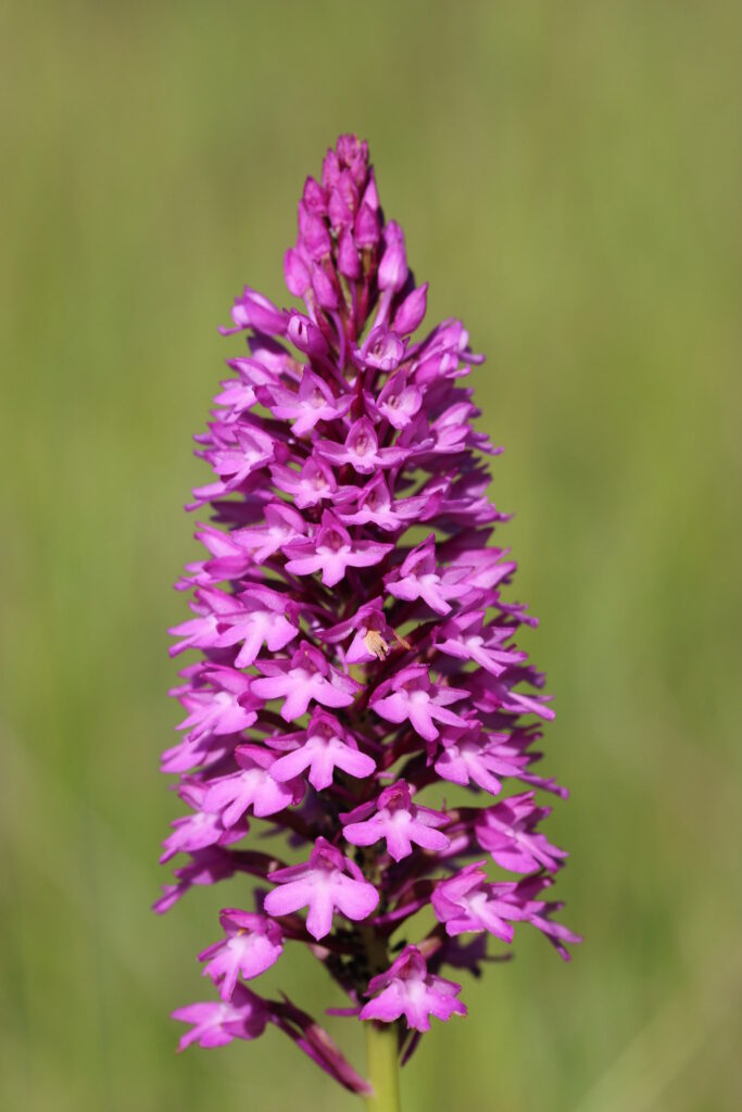 pyramidal orchid