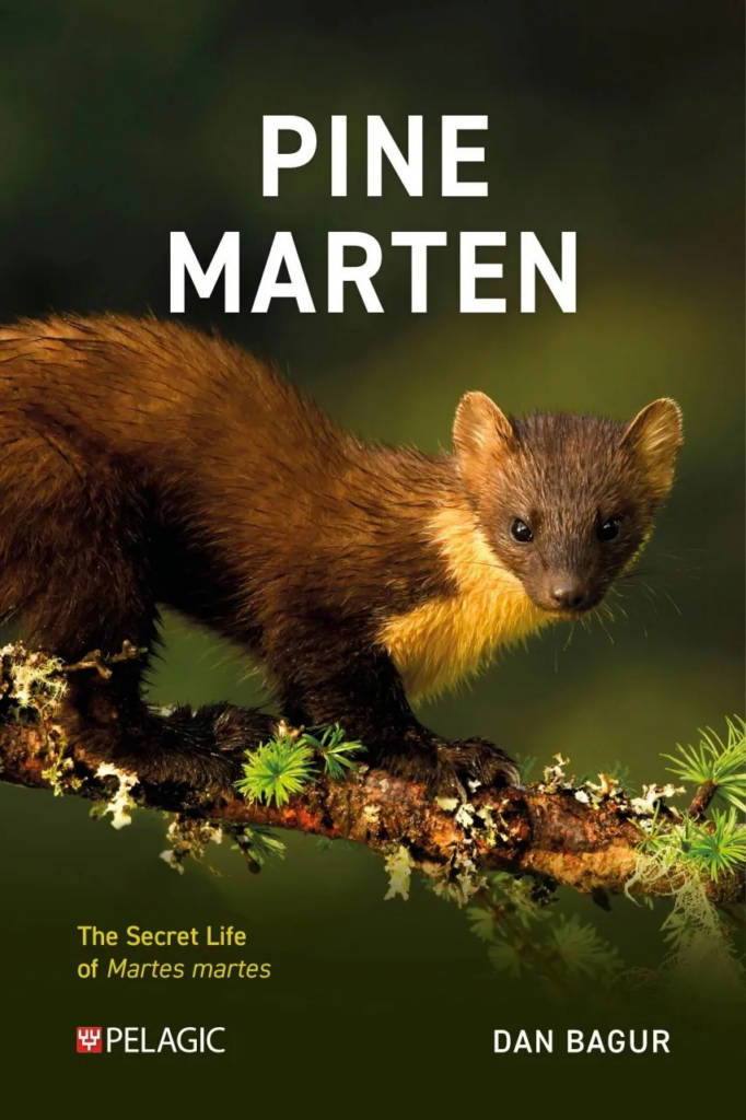 Pine Marten: The Secret Life of Martes martes 