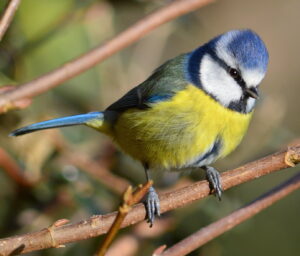 Blue Tit on a branch