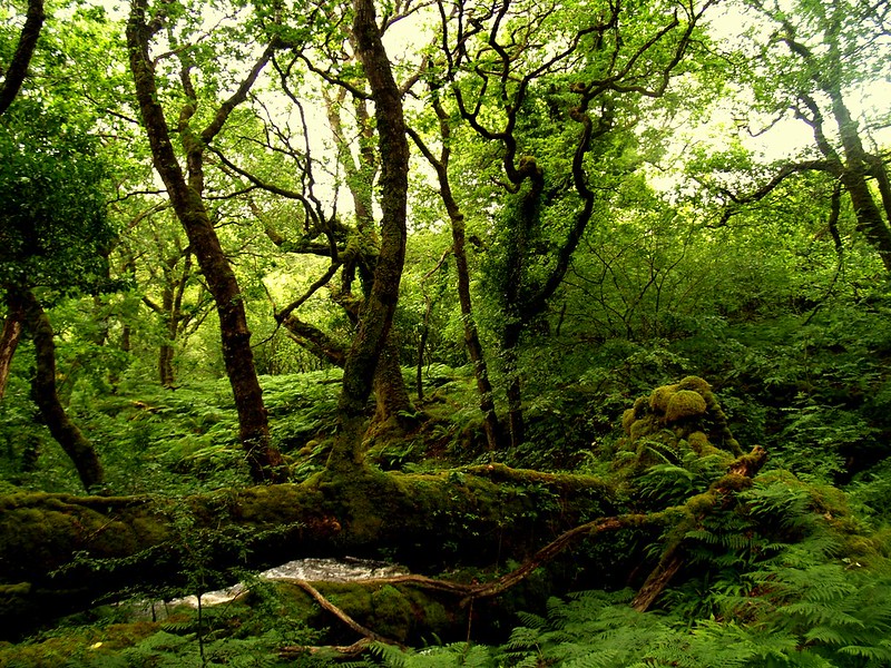 Derryclare Wood by Nils van Rooijen, via flickr.