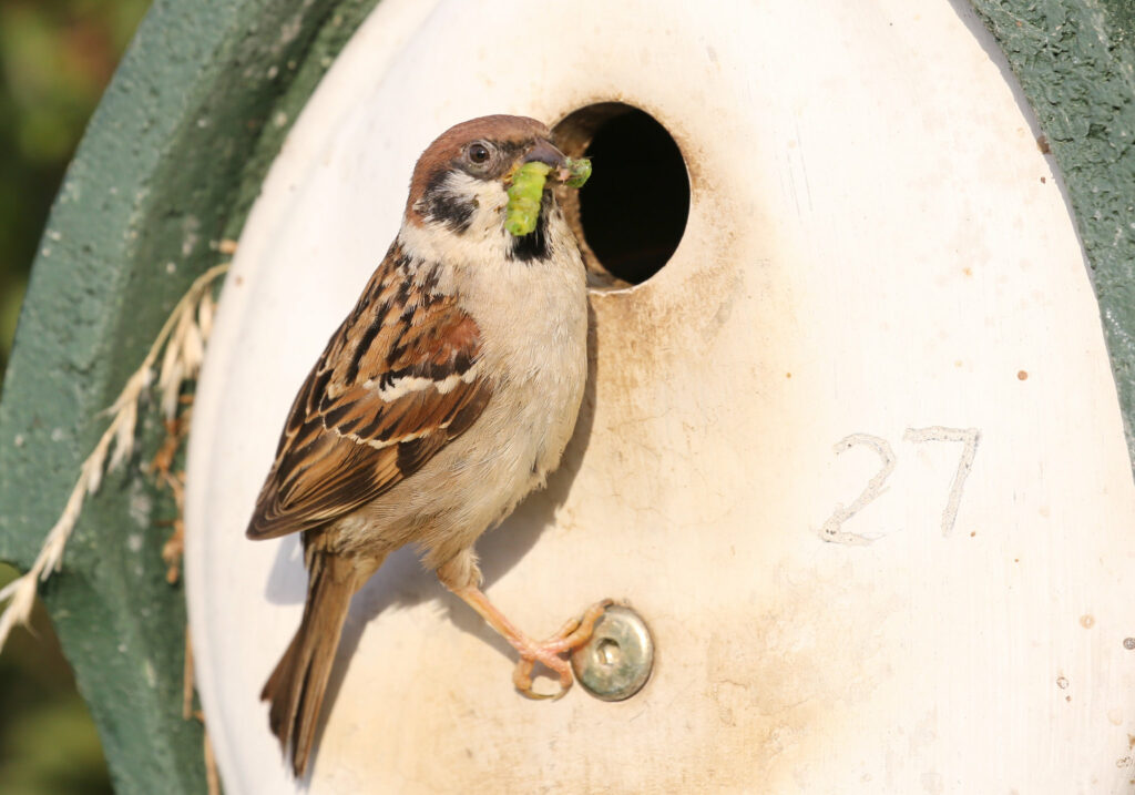 House Sparrow at the entrance of a nest box