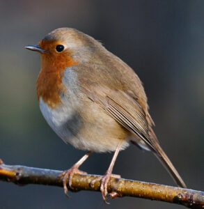 A robin perched on a branch