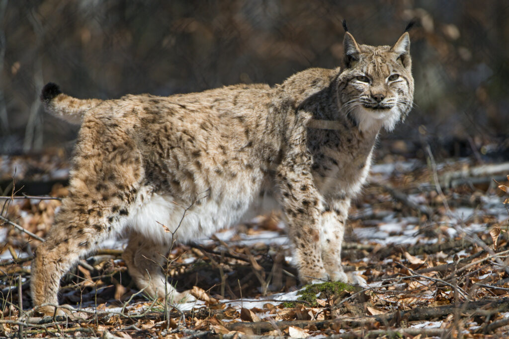 Adult Lynx