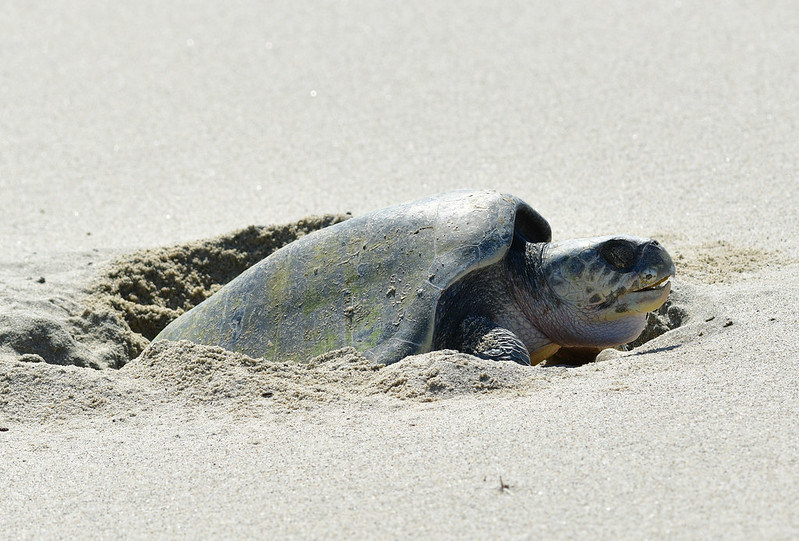 25082: olive ridley sea turtle by Panegyrics of Granovetter, via flickr.