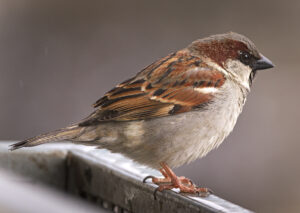 House Sparrow perched on balcony railing