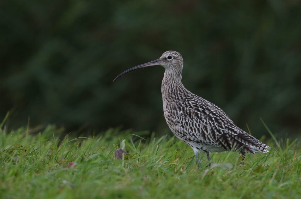 eurasian curlew