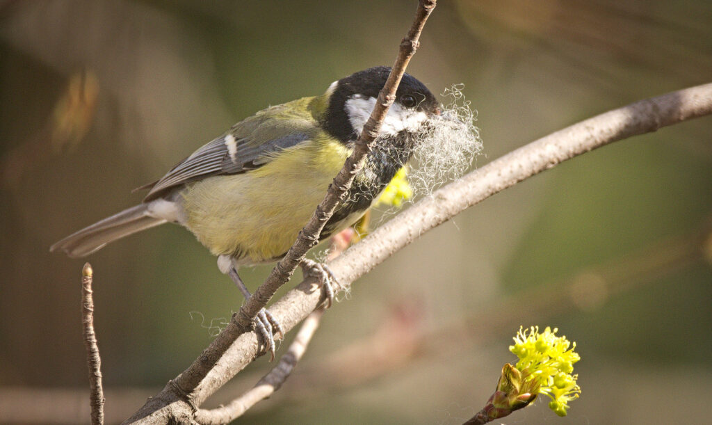 Great tit with nesting material