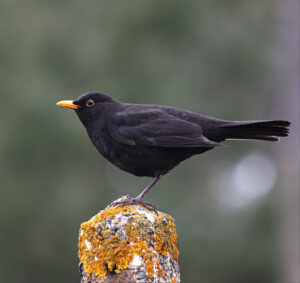 Blackbird perched on a concrete post