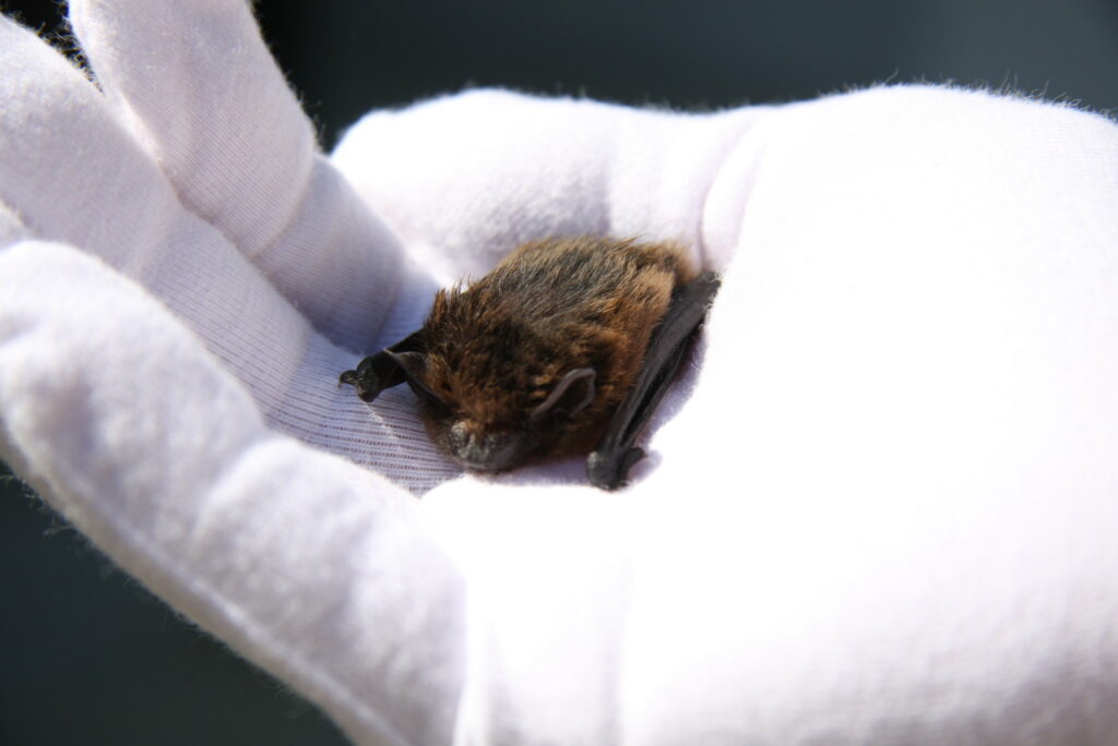 Common pipistrelle bat