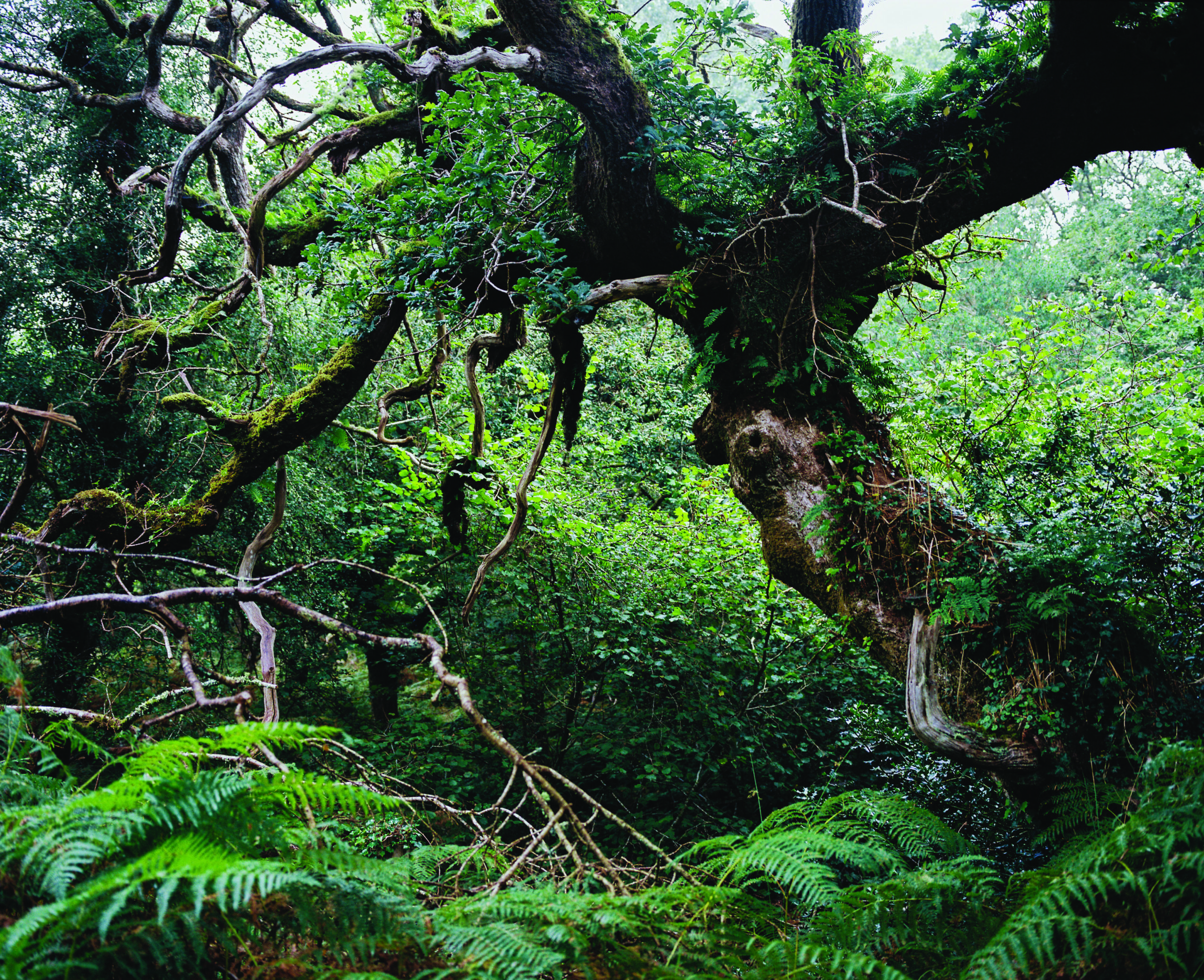 Cabilla's mother tree in all her glory.