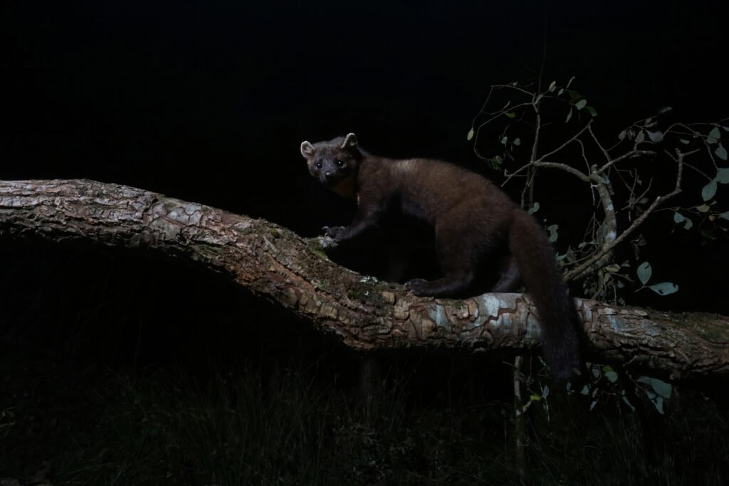 Pine marten at night