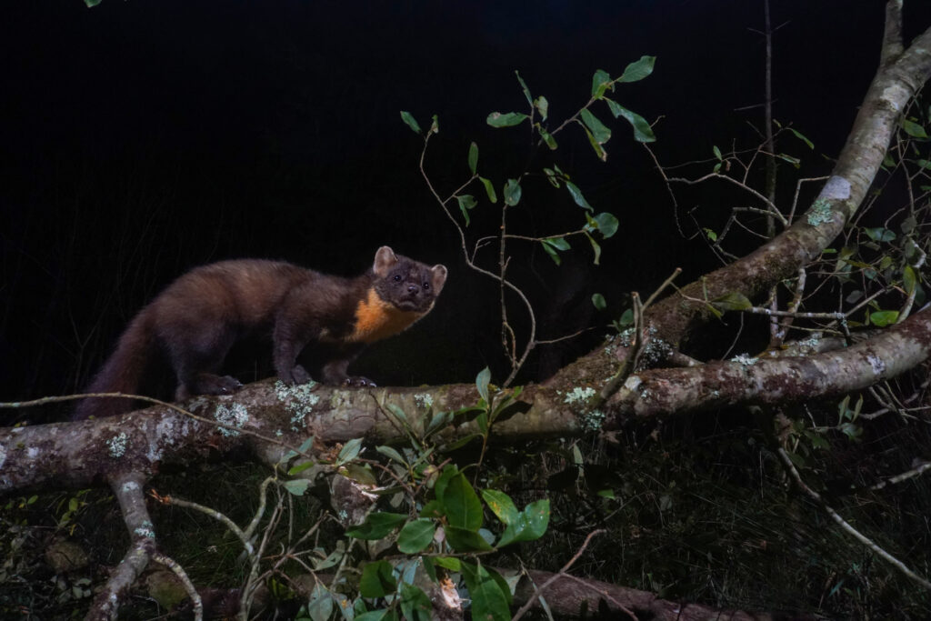 Pine marten at night