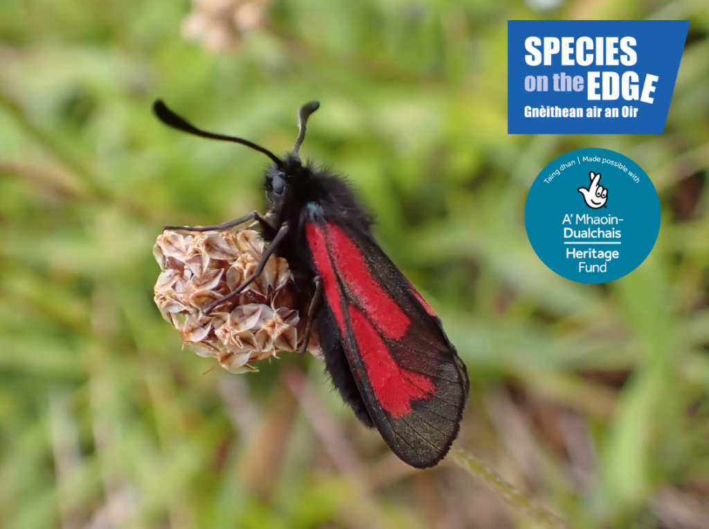 Transparent burnet moth