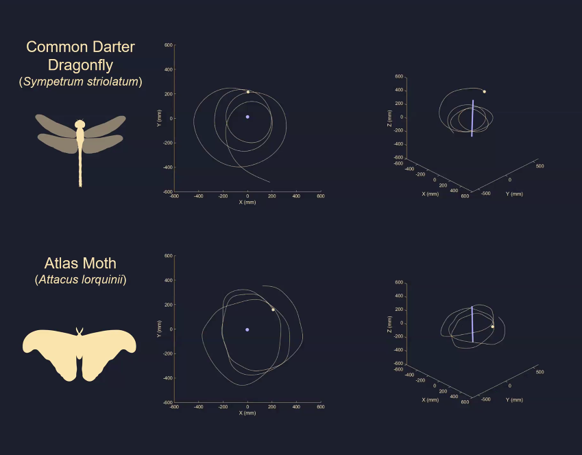 Circling behaviours around artificial light sources. Credit: Dr Sam Fabian