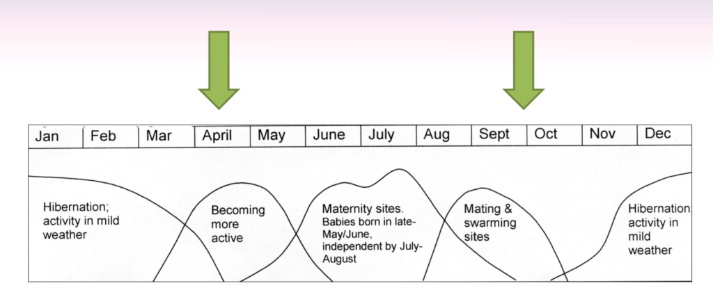 Bat calendar indicating best times for construction works