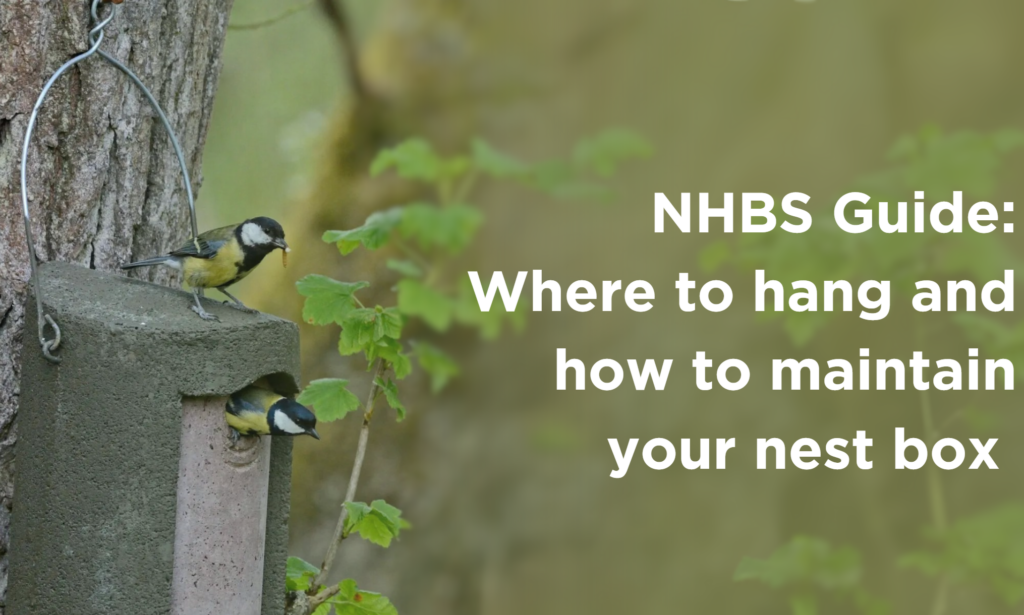 NHBS Guide: Where to hang and how to maintain your nest box