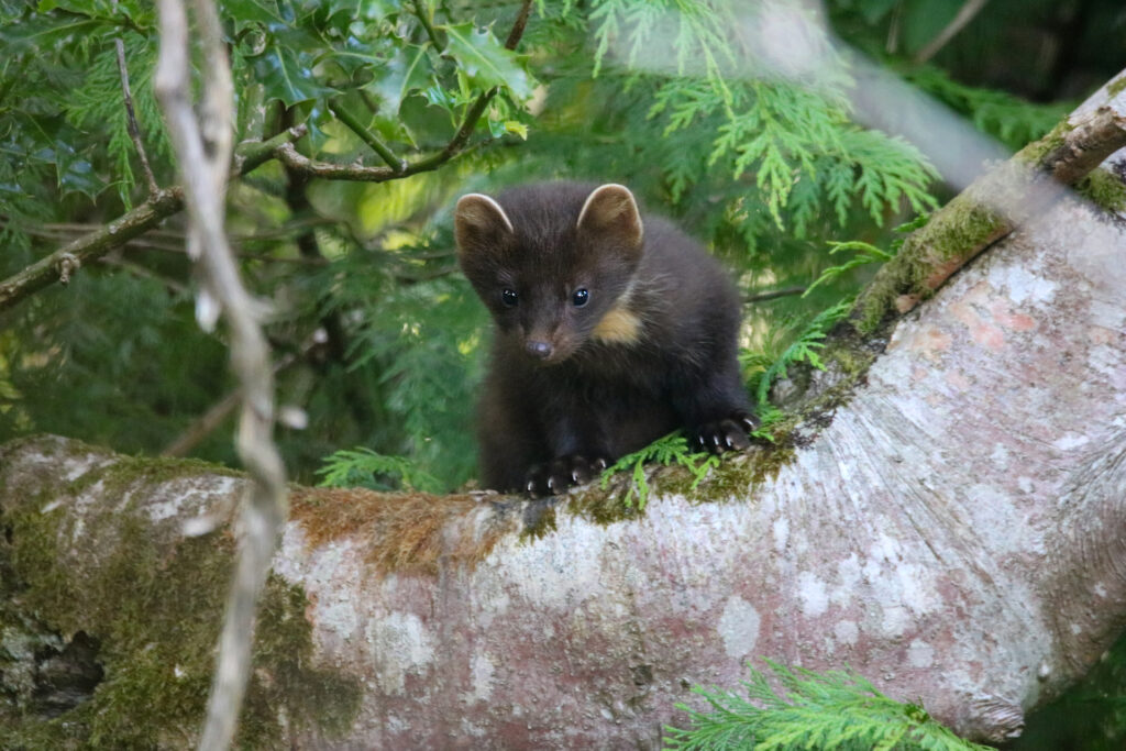 Young Pine Marten