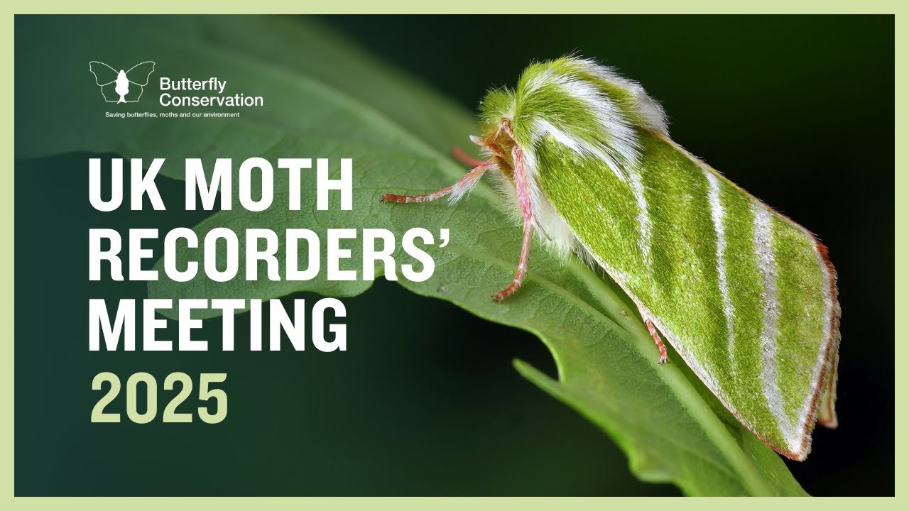 Moth Recorders Meeting image showing a green moth on a leaf.