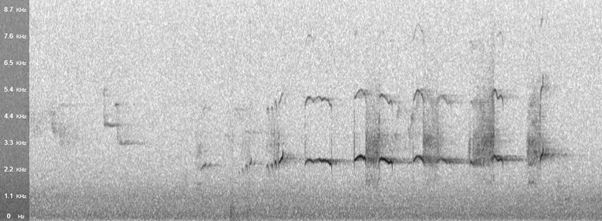 stone curlew spectrogram