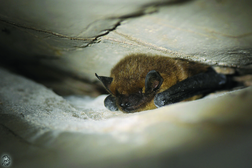 Roosting Bat in crevice