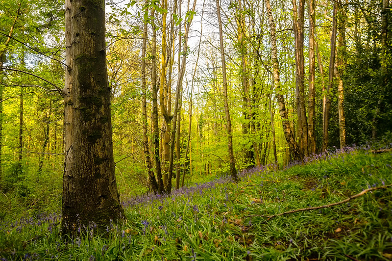 Greyfield Woods by Stewart Black, via flickr.