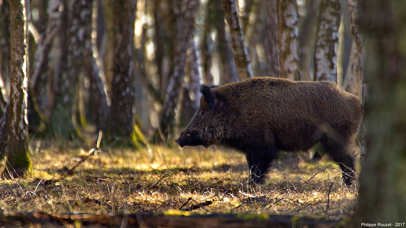 Sanglier by Philippe Rouzet, via flickr.